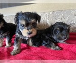 Small Photo #2 Yorkshire Terrier Puppy For Sale in COLORADO SPGS, CO, USA