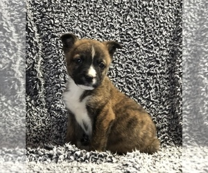 Cardigan Welsh Corgi-Jack Russell Terrier Mix Puppy for sale in CONVERSE, IN, USA