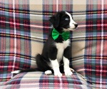 Small Photo #4 Border Collie Puppy For Sale in CLAY, PA, USA