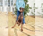 Small Photo #1 Mastiff Puppy For Sale in BRANTLEY, AL, USA