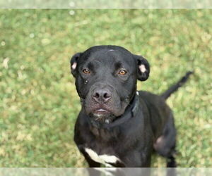 American Pit Bull Terrier Dogs for adoption in Tulsa, OK, USA