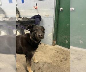 German Shepherd Dog-Unknown Mix Dogs for adoption in Woodland, CA, USA