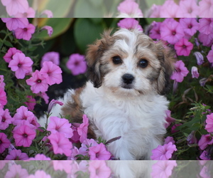 Cavachon Puppy for sale in ELDORADO, OH, USA