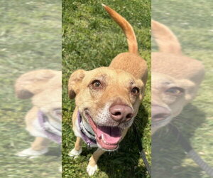 Madeline - Female Mutt Dog for Adoption - Photo #2