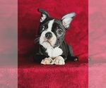 Small Photo #4 Boston Terrier Puppy For Sale in TURLOCK, CA, USA