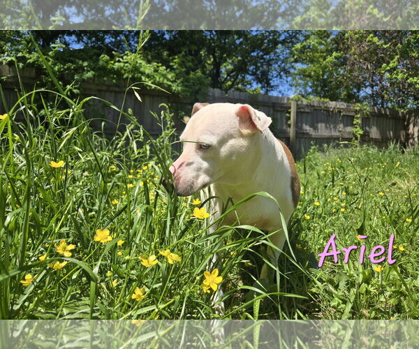 Medium Photo #4 Siberian Husky-Unknown Mix Puppy For Sale in Jackson, MS, USA