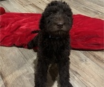 Small Photo #6 Labradoodle Puppy For Sale in WOLFFORTH, TX, USA