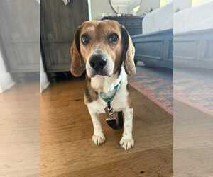 Chip V - Male Beagle Dog for Adoption - Photo #10