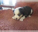 Small #6 Australian Shepherd