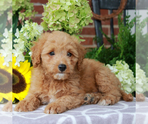 Cavachon-Poodle (Miniature) Mix Puppy for sale in GORDONVILLE, PA, USA