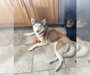 Siberian Husky Puppy for sale in JACKSONVILLE, FL, USA