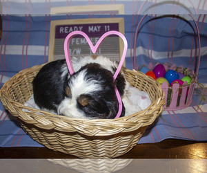 English Springer Spaniel Puppy for sale in OMAK, WA, USA