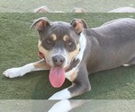 Small #1 American Pit Bull Terrier