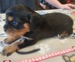 Small Photo #39 Aussalier Puppy For Sale in ATHOL, ID, USA