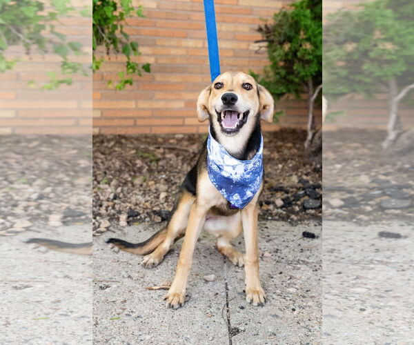 Medium Photo #3 Mutt Puppy For Sale in St. Louis Park, MN, USA