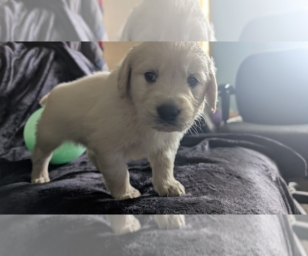 Medium Photo #7 Golden Retriever Puppy For Sale in MODESTO, CA, USA