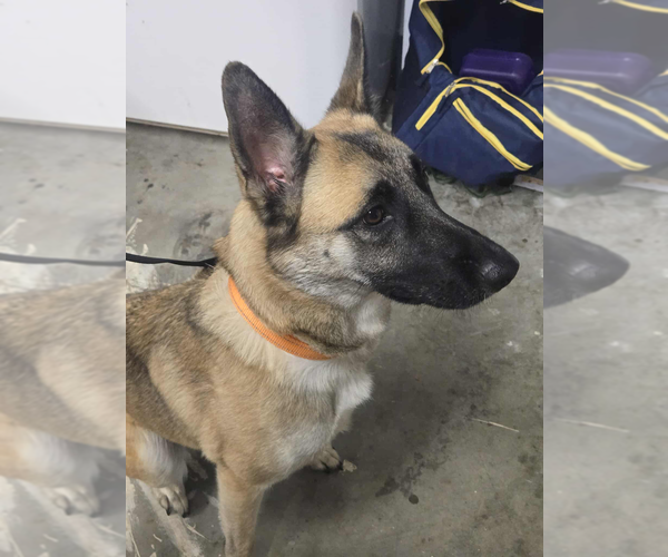 Medium Photo #7 Mutt Puppy For Sale in Imlay City, MI, USA