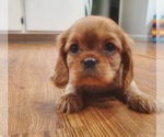 Puppy Casper Cavalier King Charles Spaniel