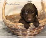 Small #2 Labradoodle