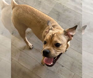 French Bulldog-Unknown Mix Dogs for adoption in Lake Forest, CA, USA