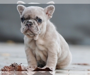 French Bulldog Puppy for sale in NEW YORK, NY, USA