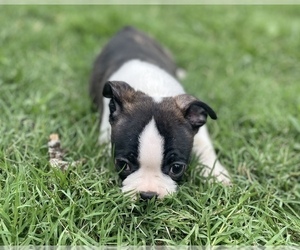 Boston Terrier Puppy for sale in WASHBURN, MO, USA