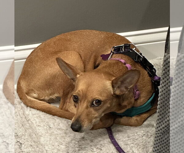 Medium Photo #6 Chipin Puppy For Sale in Mundelein, IL, USA