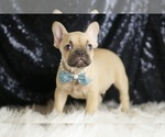 Small #2 French Bulldog