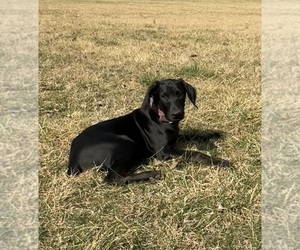 Doberman Pinscher Puppy for Sale in AUSTINVILLE, Virginia USA