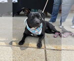 Small #13 Staffordshire Bull Terrier Mix