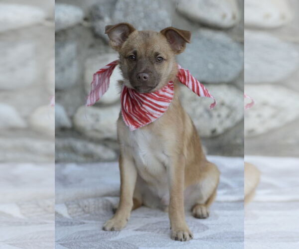 Medium Photo #9 Chiranian Puppy For Sale in Dana Point, CA, USA