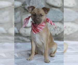 Titto - Male Chiranian Dog for Adoption - Photo #9