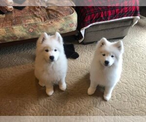 Samoyed Puppy for sale in OCEANSIDE, CA, USA