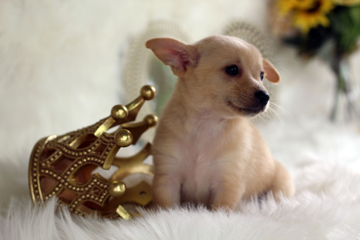 Medium Photo #9 Chihuahua Puppy For Sale in HOUSTON, TX, USA
