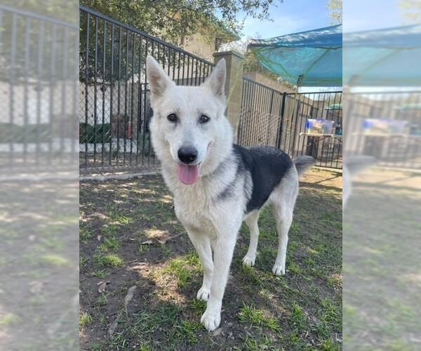 Medium Photo #1 German Shepherd Dog Puppy For Sale in Riverside, CA, USA