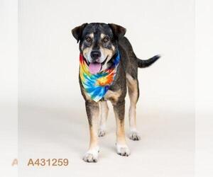 German Shepherd Dog-Unknown Mix Dogs for adoption in Conroe, TX, USA