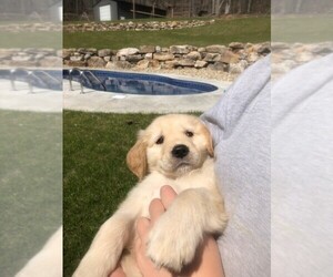 Golden Retriever Puppy for sale in EASLEY, SC, USA