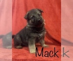 Small Photo #4 German Shepherd Dog Puppy For Sale in PARIS, TX, USA
