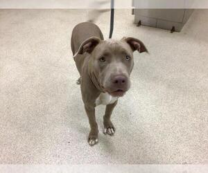 American Pit Bull Terrier-Unknown Mix Dogs for adoption in Riverside, CA, USA