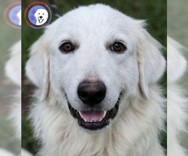 Medium Photo #1 Great Pyrenees Puppy For Sale in Spring, TX, USA