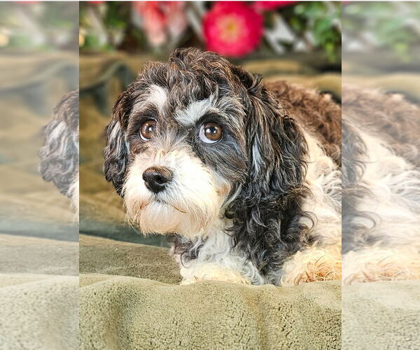 Medium Photo #2 Shih Tzu Puppy For Sale in Bon Carbo, CO, USA