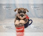 Small Photo #13 Schnauzer (Miniature) Puppy For Sale in SANGER, TX, USA