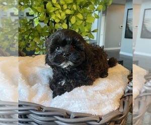 ShihPoo Puppy for sale in FRANKLIN, IN, USA