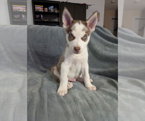 Siberian Husky Dogs for adoption in PIPE CREEK, TX, USA