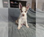 Small Siberian Husky