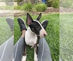 Small Photo #10 Bull Terrier Puppy For Sale in PITTSBURG, CA, USA