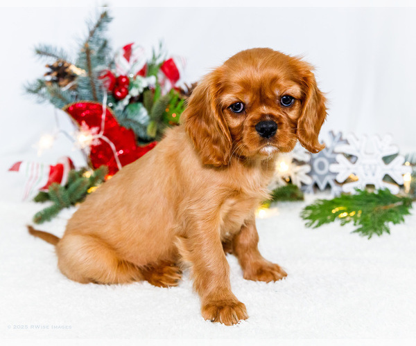 Medium Photo #4 Cavalier King Charles Spaniel Puppy For Sale in WAKARUSA, IN, USA
