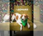 Small Treeing Walker Coonhound Mix