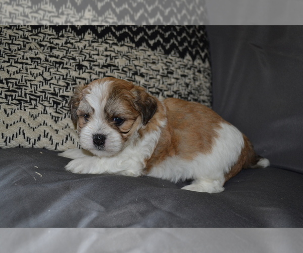 Medium Photo #8 Mal-Shi Puppy For Sale in GREENWOOD, WI, USA
