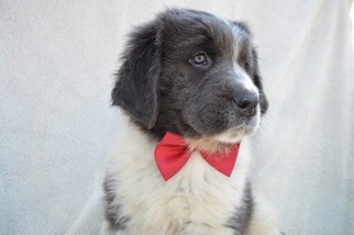 Newfoundland Puppy for sale in LANCASTER, PA, USA